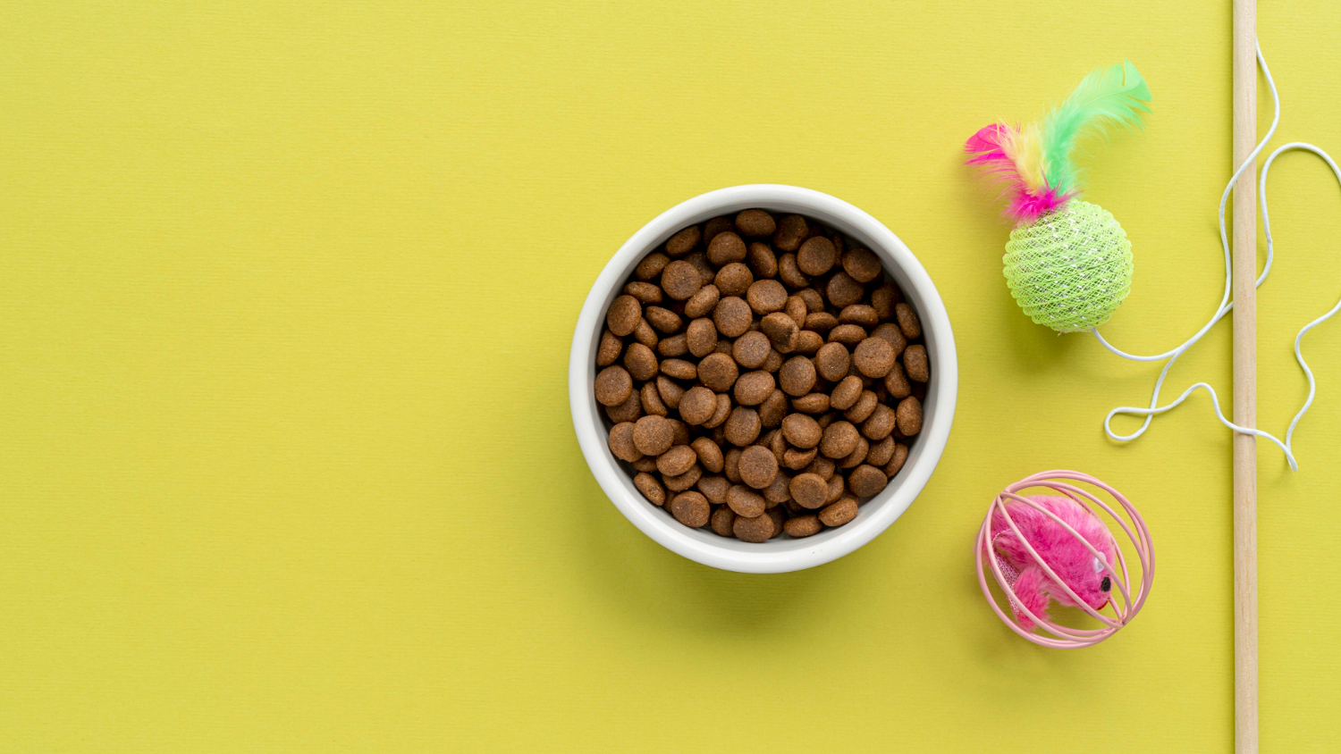 Jaką miskę wybrać dla psa? Przewodnik dla odpowiedzialnych właścicieli